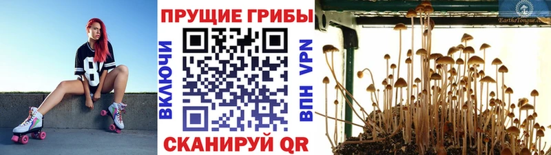 Галлюциногенные грибы мухоморы  blacksprut ONION  Козловка 